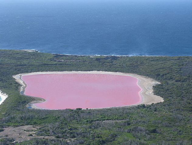 Lake Hillier, ein rosa See - rund um grün und im Hintergrund ist das Meer zu sehen.