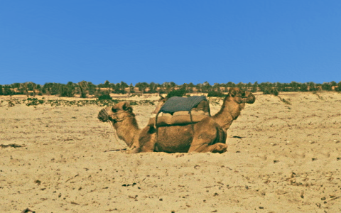 Kamel mit zwei Koepfen am Strand
